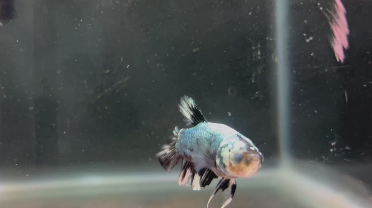 W.Y.S.I.W.Y.G. - BETTA MALE   #7