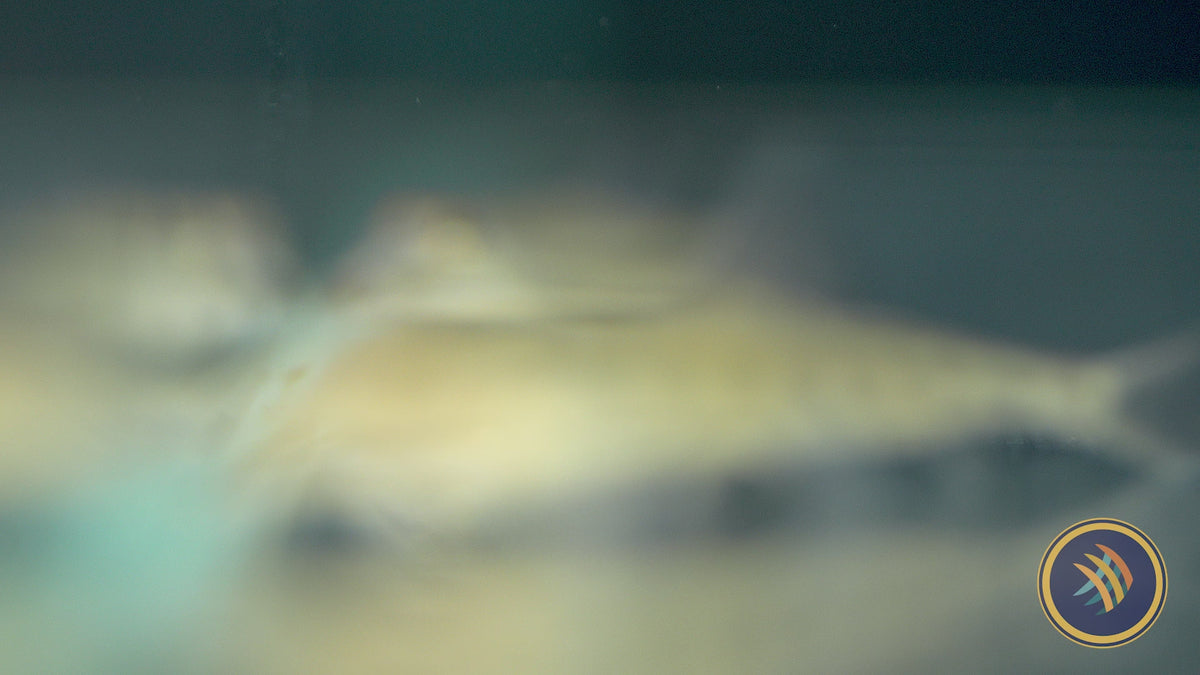 Horseface Loach (Acantopsis choirorhynchos) 5cm