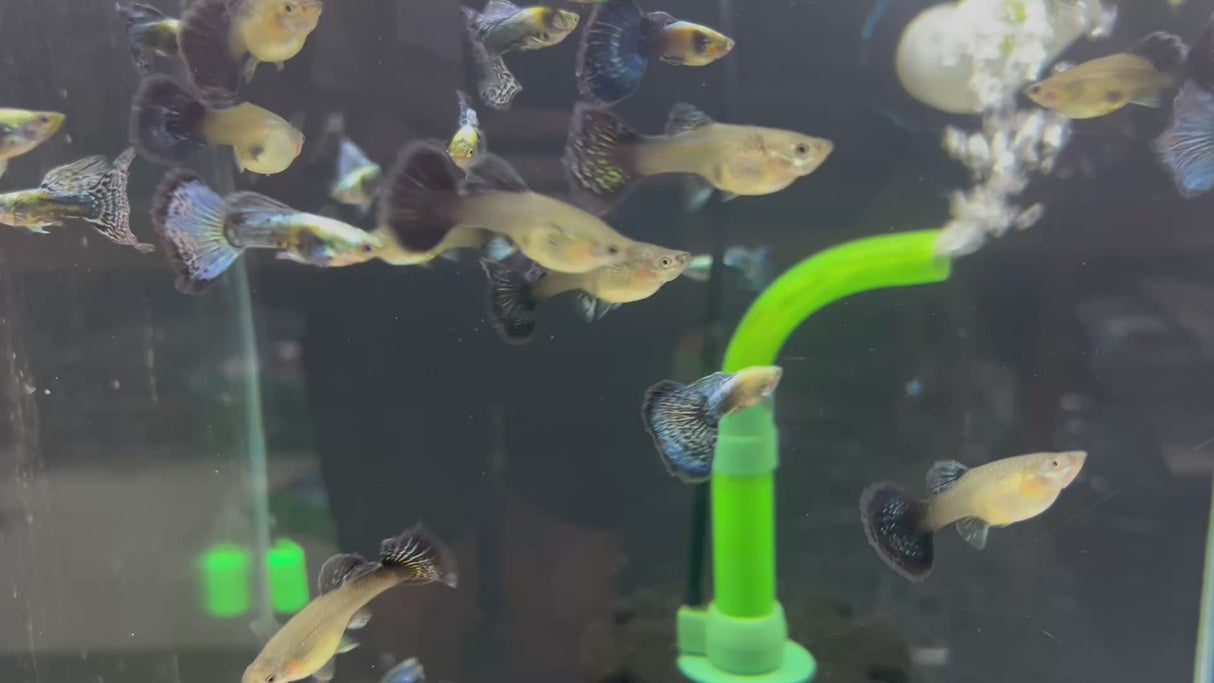 Fancy Guppy Pair - Dumbo Green Dragon