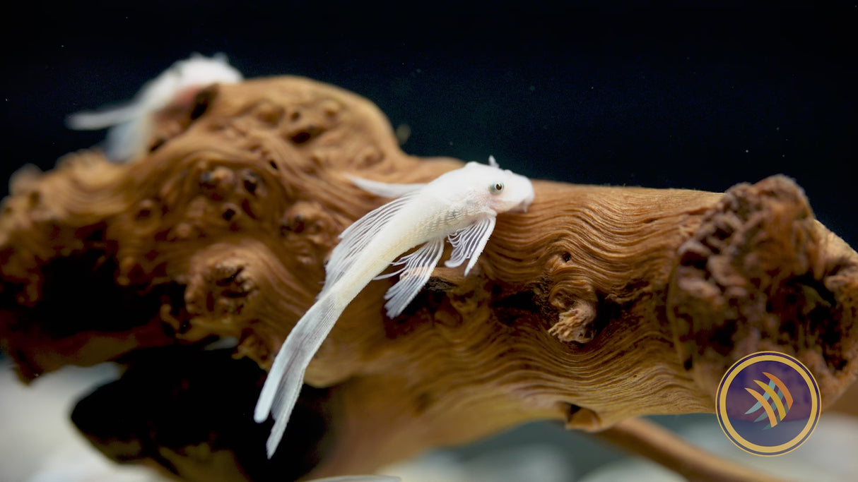 Snow White Long Fin Bristlenose (PlecoCeramics)