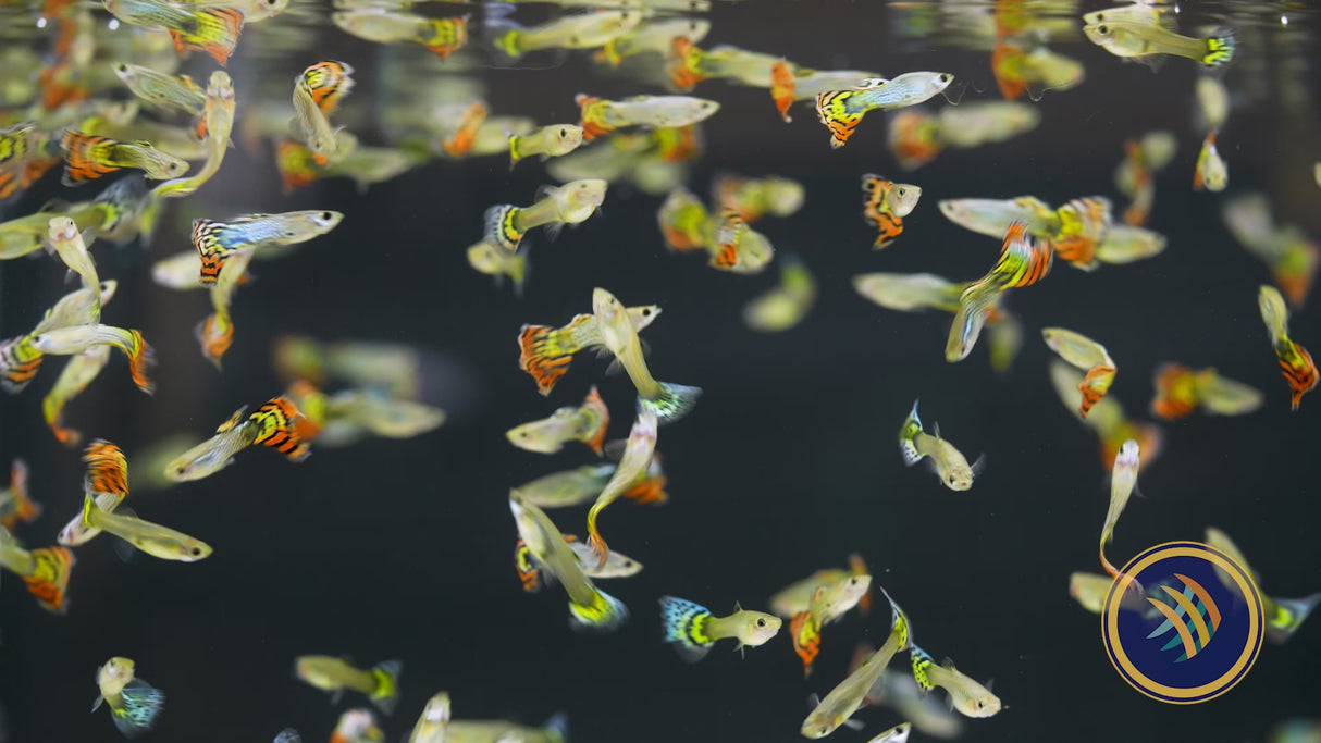 Fancy Guppy Pair Red Leopard (Poecilia reticulata)