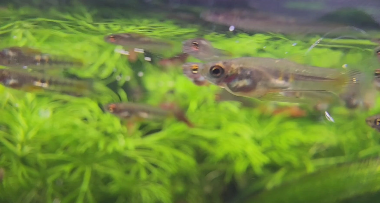 Tiger Teddy (Neoheterandria elegans) Medium Aquarium Glaser