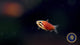 Really Red Pencilfish (Nannostomus sp. Rio Amaya) Medium - Aquarium Glaser