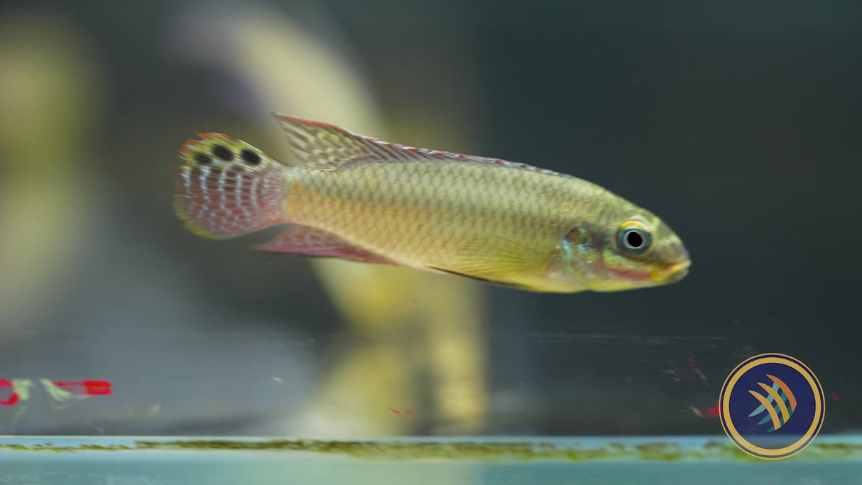 Striped Kribensis (Pelvicachromis taeniatus "Kienke") 3-5cm Aquarium Glaser