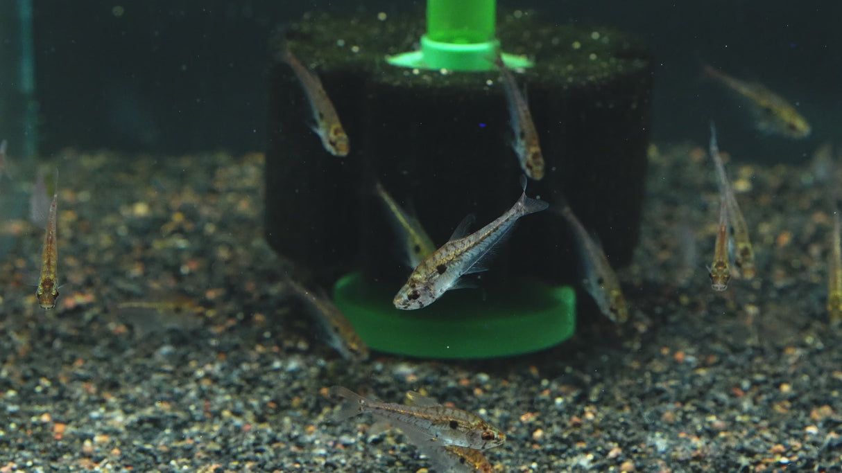 Small-scale Glass Tetra (Charax condei)