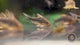 Corydoras Gossei 3+cm