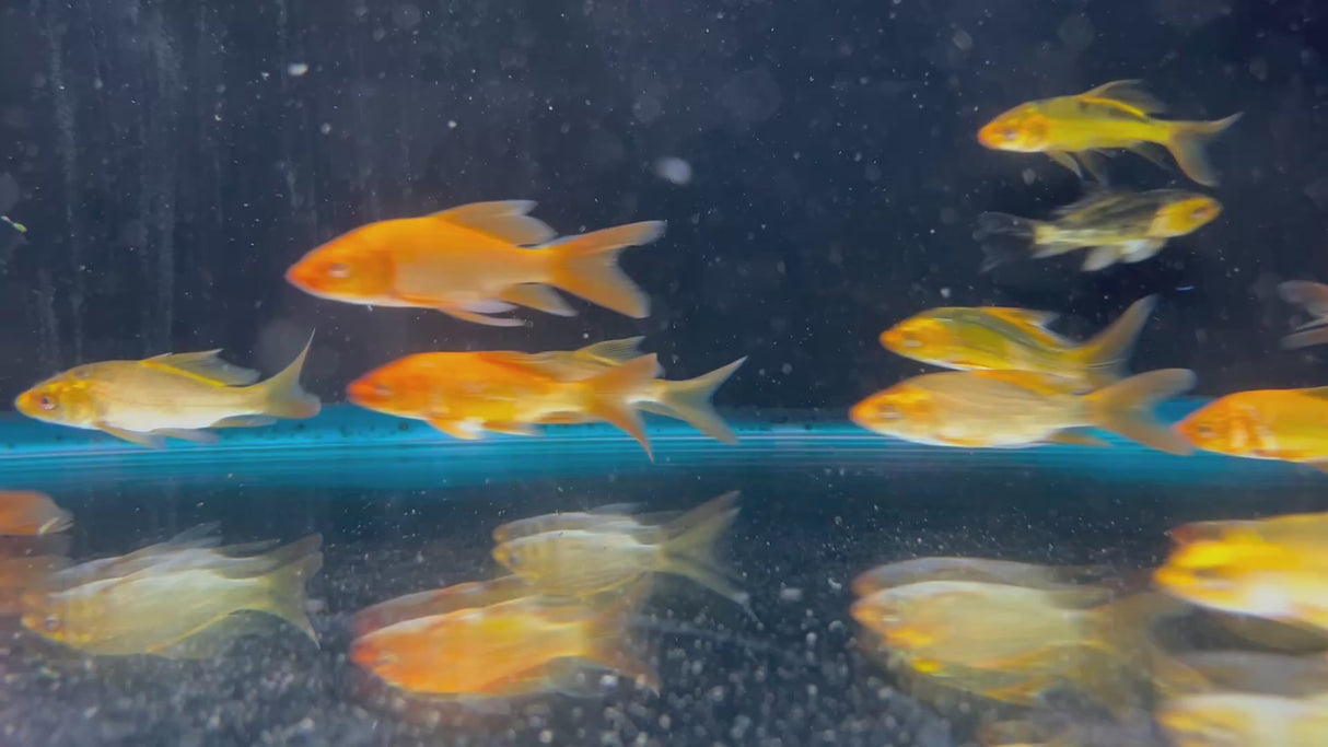 Koi - Assorted Butterfly 7-8cm