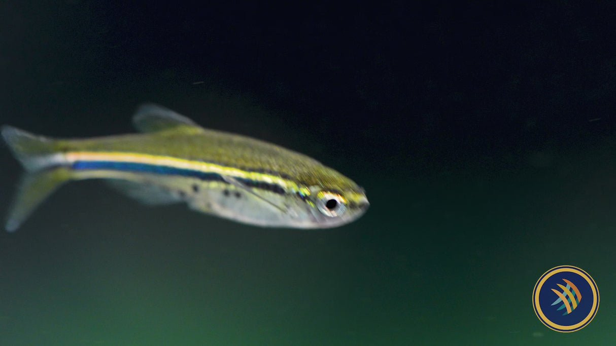 Dwarf Spotted Danio (Brachydanio Nigrofasciata) Wild Aquarium Glaser