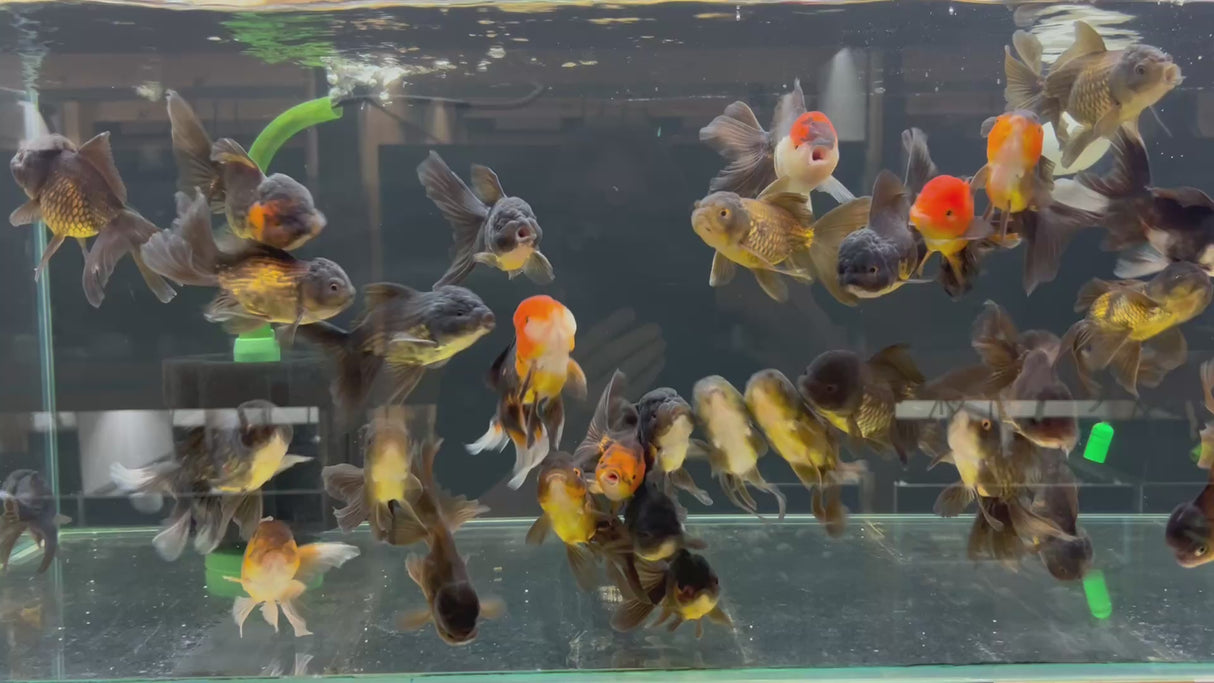 Red / Black Oranda Goldfish 7cm