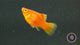 Coral Red Platy (Xiphophorus maculatus) Large Aquarium Glaser