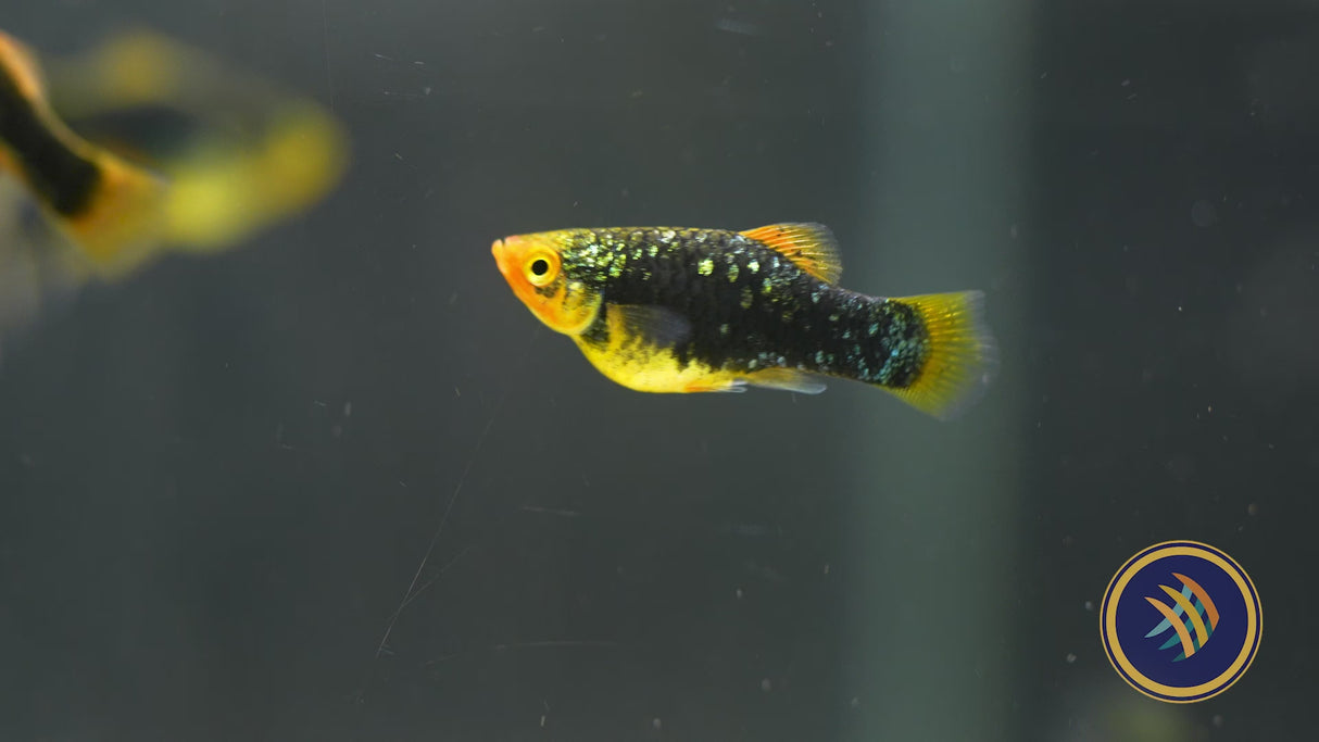 Black Variatus Platy (Xiphophorus variatus) 4cm