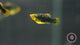 Black Variatus Platy (Xiphophorus variatus) 4cm