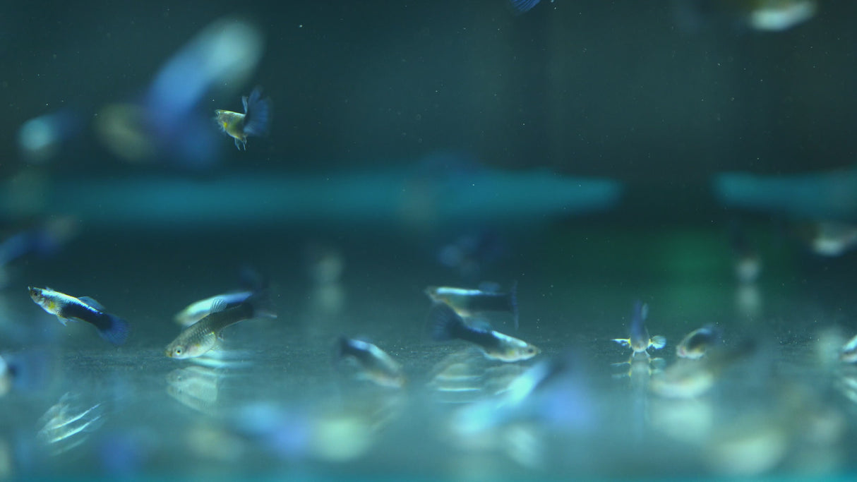 Fancy Guppy Pair Blue Neon (Poecilia reticulata)