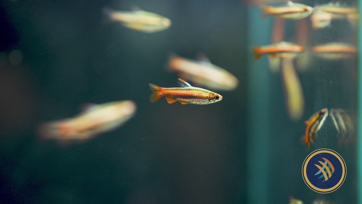 Coral Red Pencil Fish (Nannostomus mortenthaleri) Med-Large