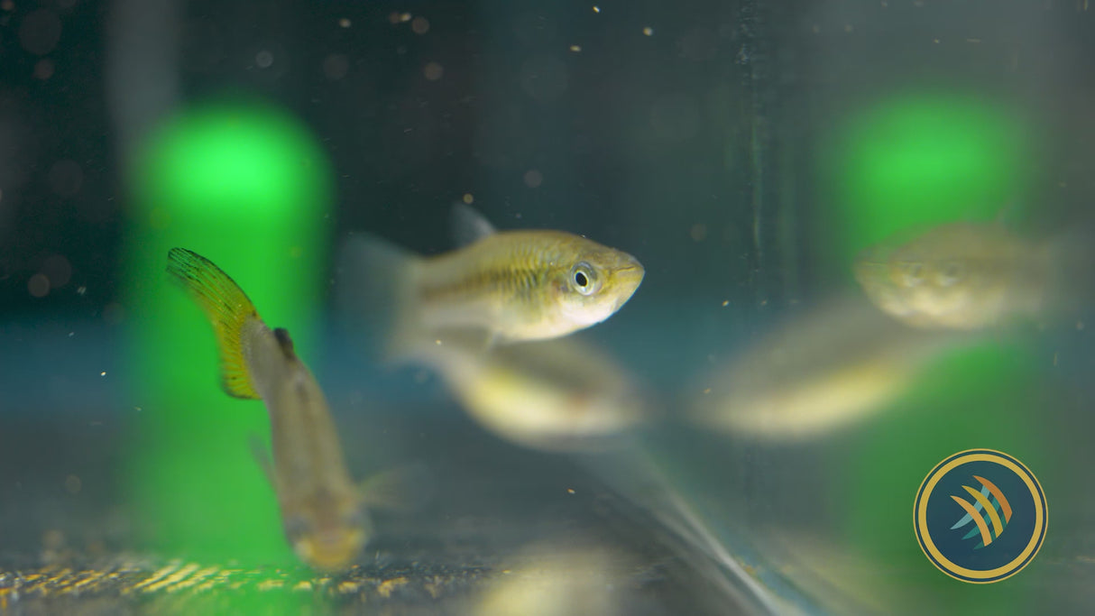 Black-Barred Molly (Limia perugiae) Large (Aquarium Glaser)