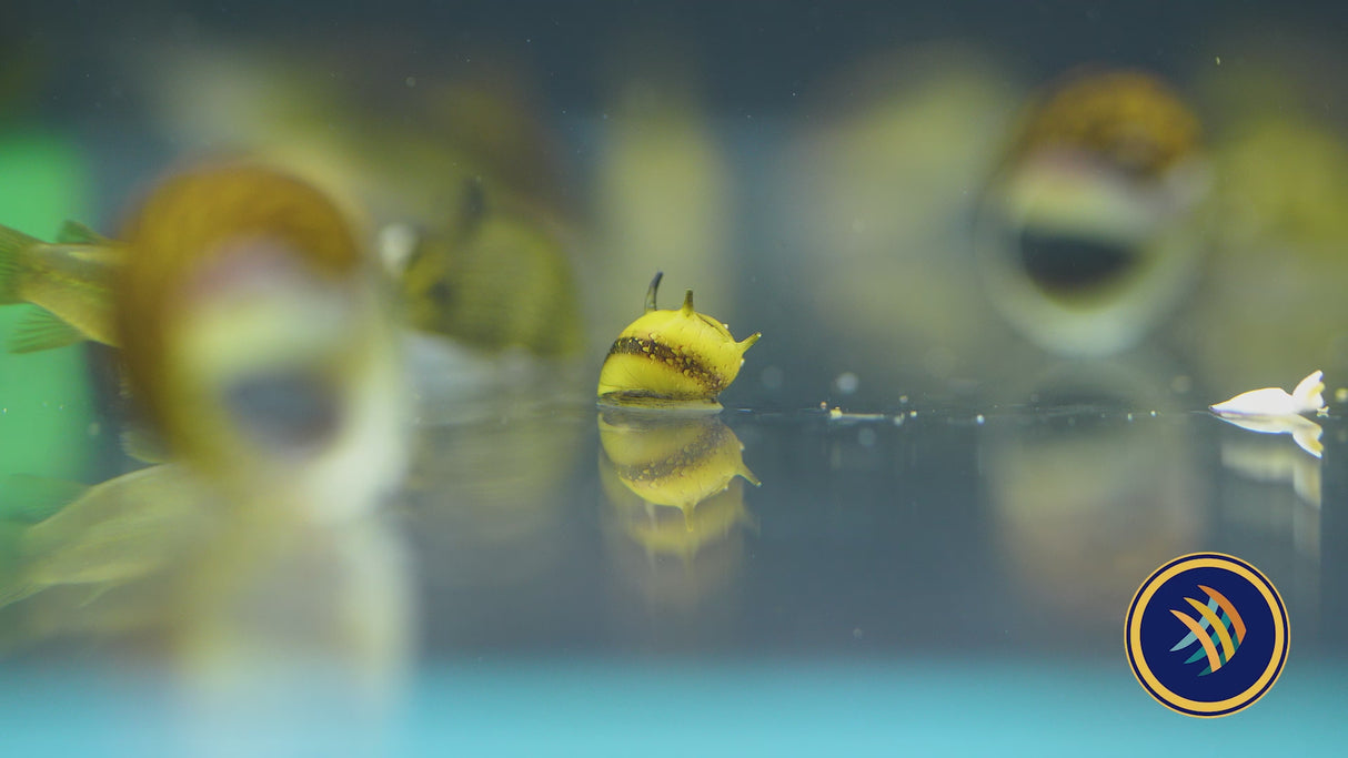 Horned Nerite Snail (Clithon sp.)