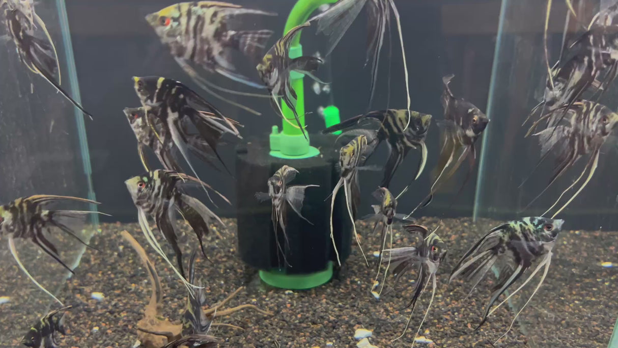 Black/White Marble Angelfish (Pterophyllum scalare) 5cm body