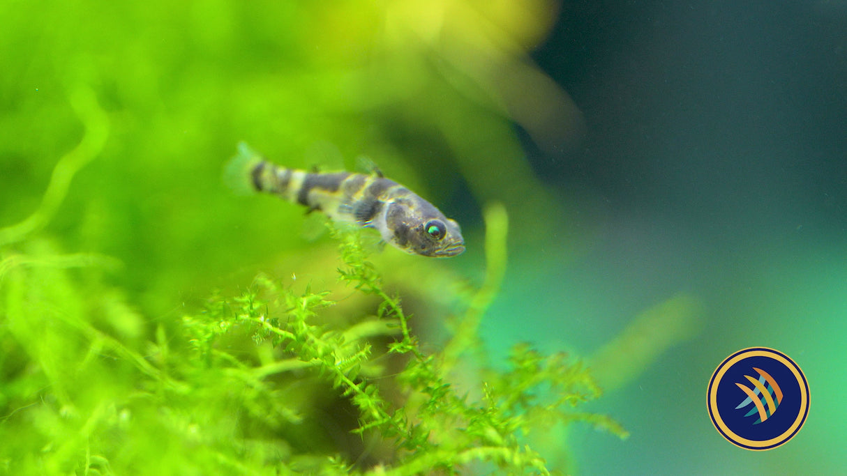 Bumblebee Goby (Brachygobius xanthomelas) 1-2cm