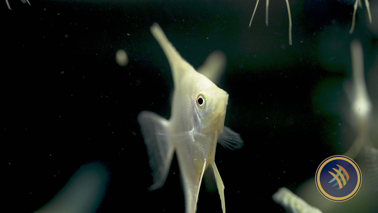 Platinum Angelfish (Pterophyllum scalare) 4cm Body
