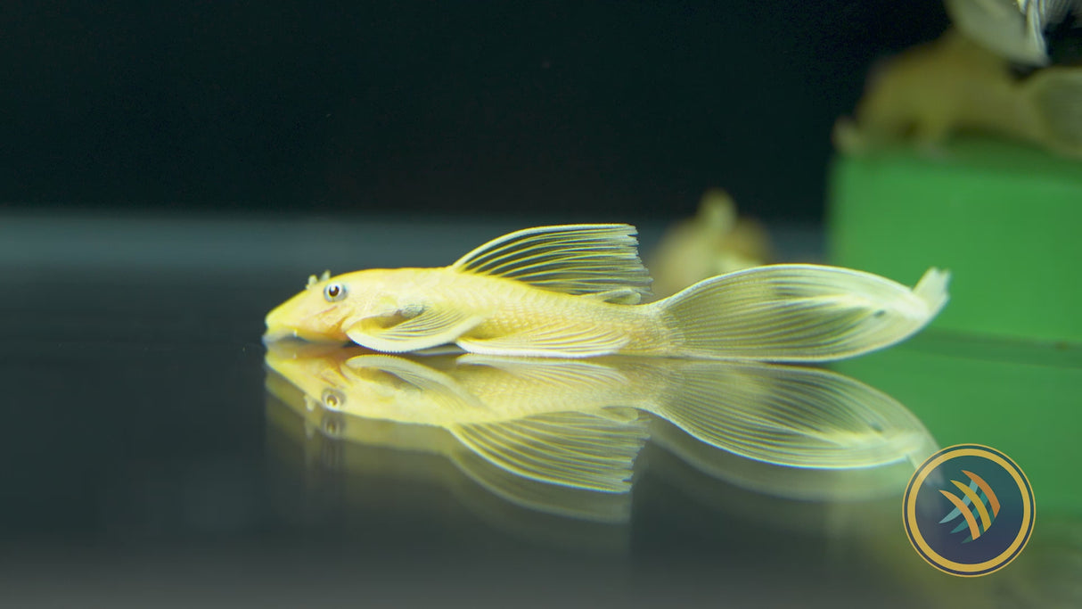 L144 Golden Blue-Eye Long Fin Blue Eye Bristlenose Pleco (PlecoCeramics)