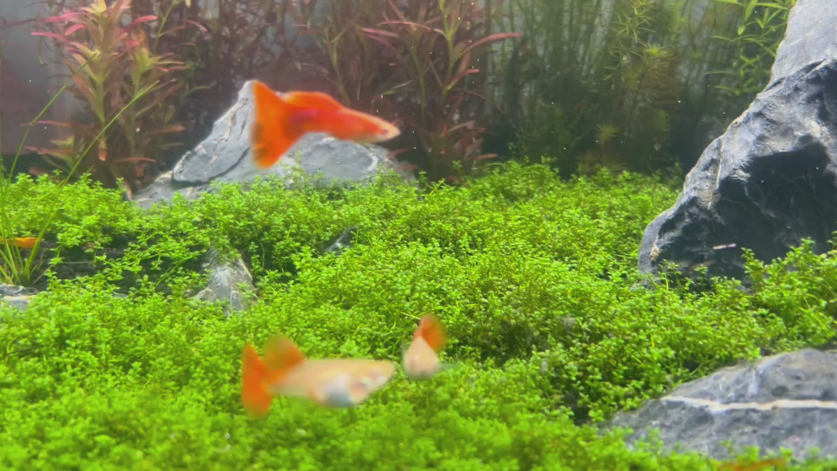 Fancy Guppy Pair Albino Full Red