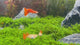 Fancy Guppy Pair Albino Full Red