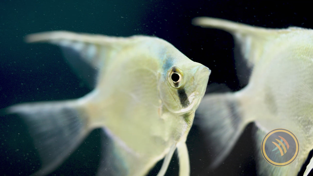 Green Sapphire Angel Fish (Pterophyllum scalare)