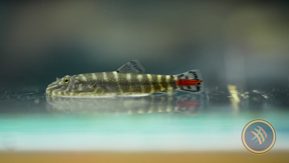 Borneo Sucker Redtail Hillstream Loach (gastromyzon borneenis)