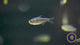 Zig Zag Tetra (Hyphessobrycon hexastichos)