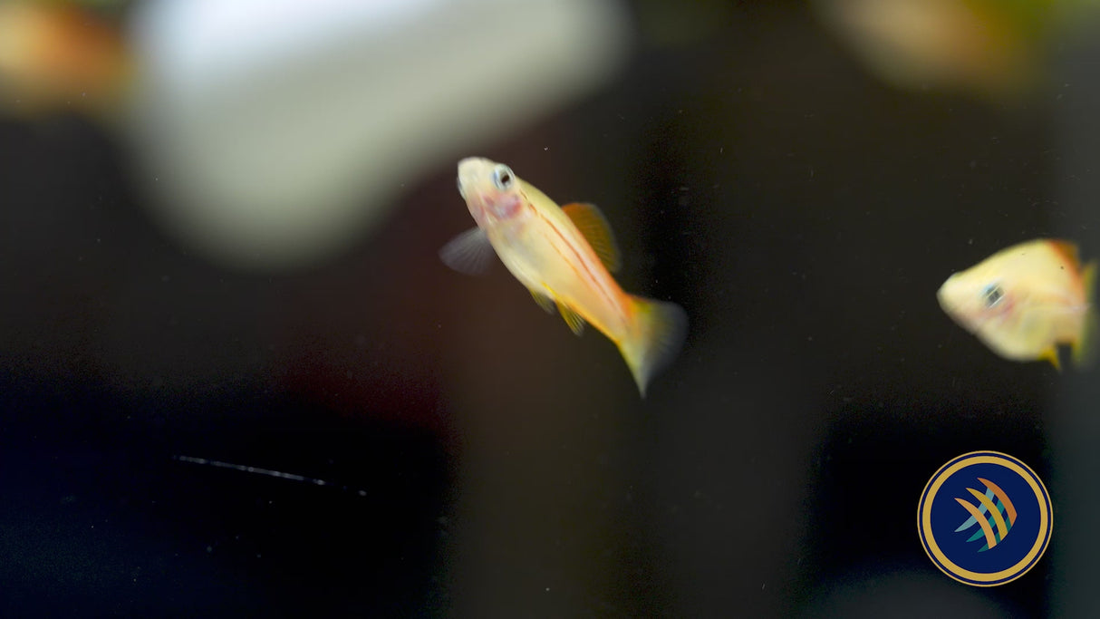 Pineapple Swordtail (Xiphophorus helleri) 4.5cm
