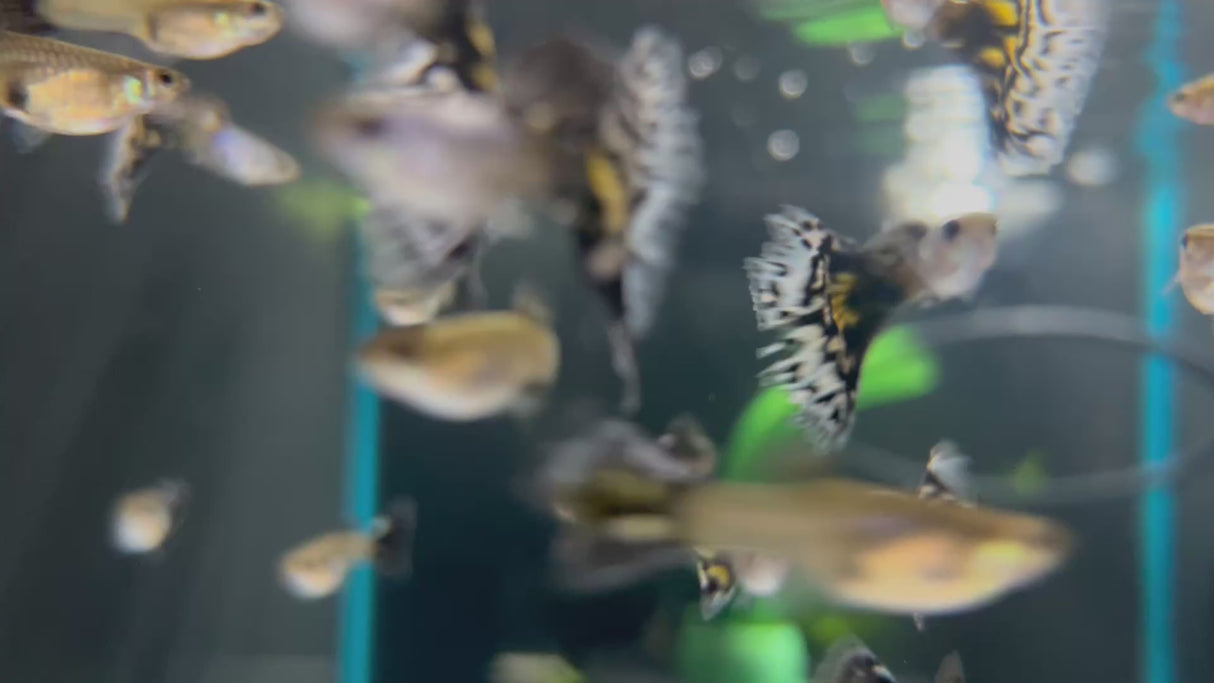 Fancy Guppy Pair Silverado White Mozaic (Locally Bred)