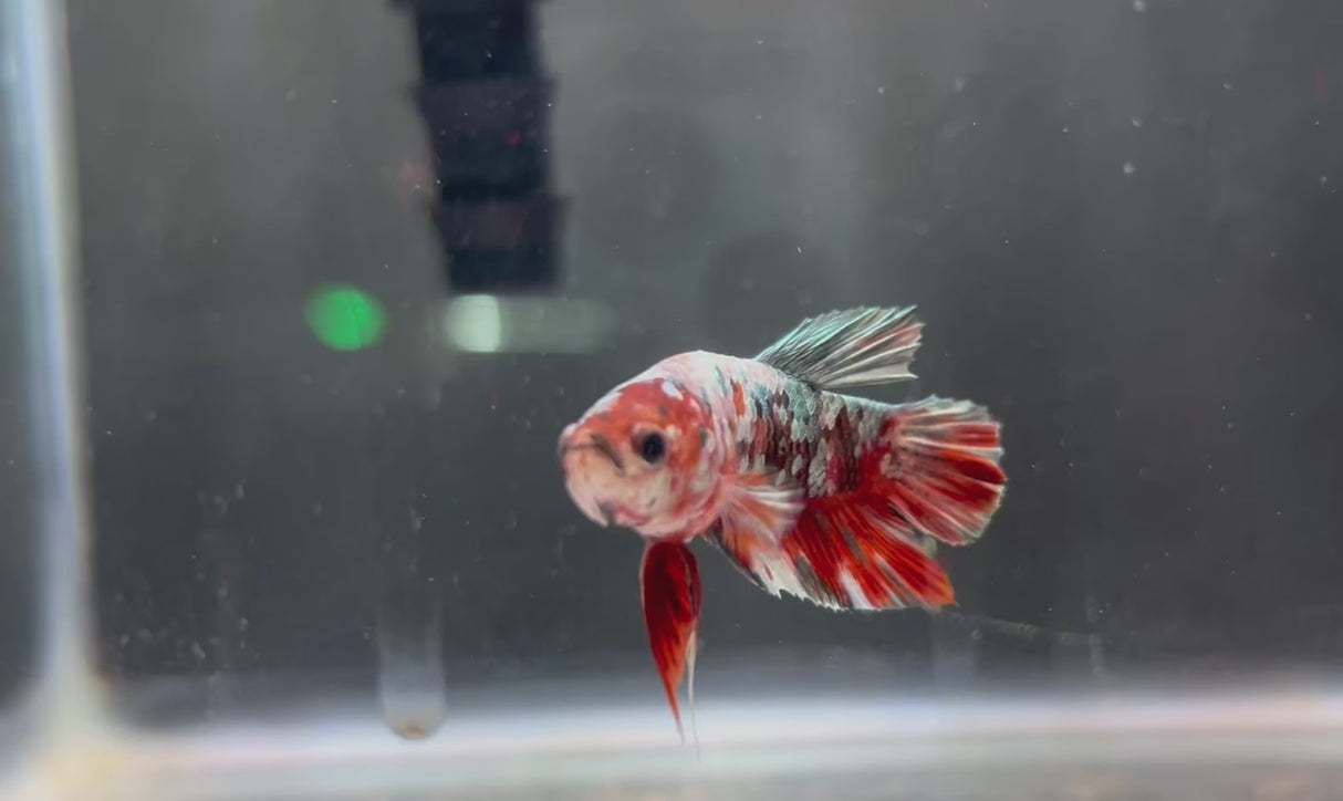 W.Y.S.I.W.Y.G. - HMPK MALE BETTA #6