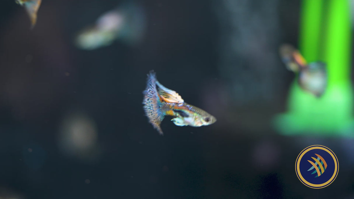 Fancy Guppy Pair Red Grass