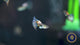 Fancy Guppy Pair Red Grass