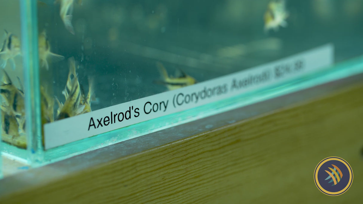 Axelrod's Cory (Corydoras deckeri)