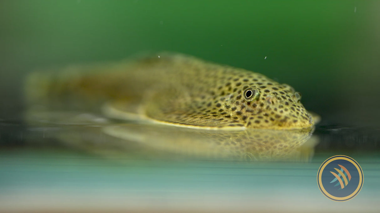 Chinese Hillstream Loach / Butterfly Loach,(Beaufortia kweichowensis) Aquarium Glaser  Large /XL