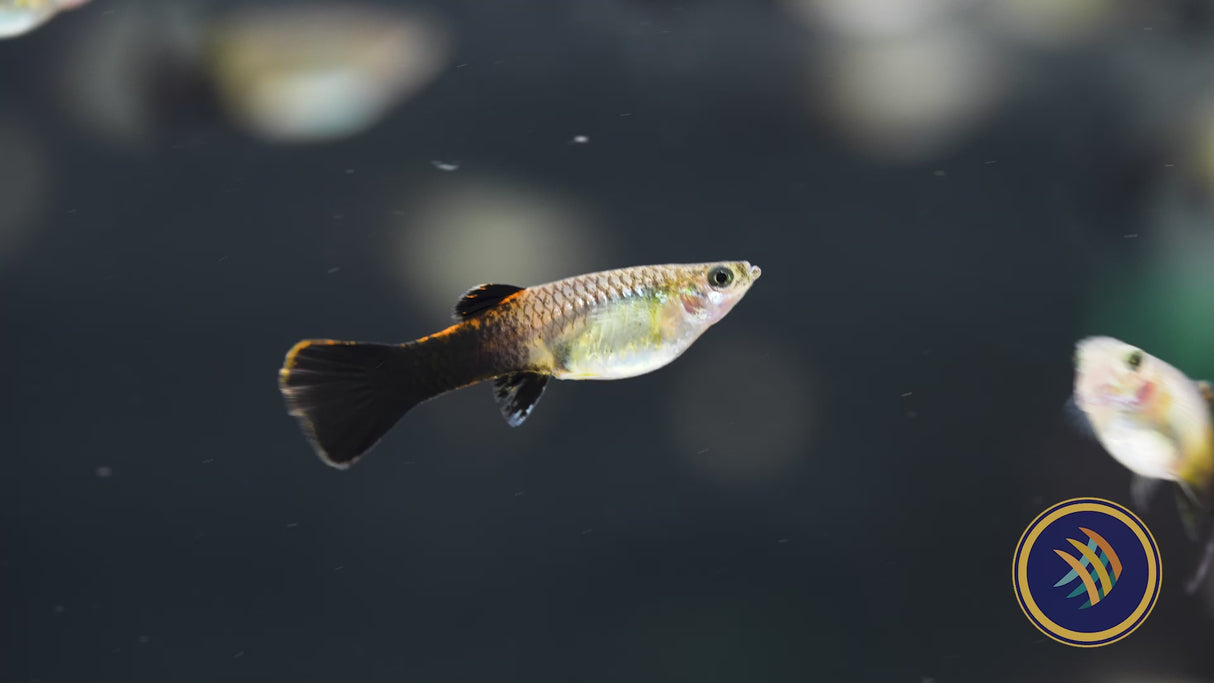 Fancy Guppy Pair - Pink Tuxedo Guppy (Poecilia reticulata)