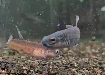 Betta Antuta (Locally Bred)