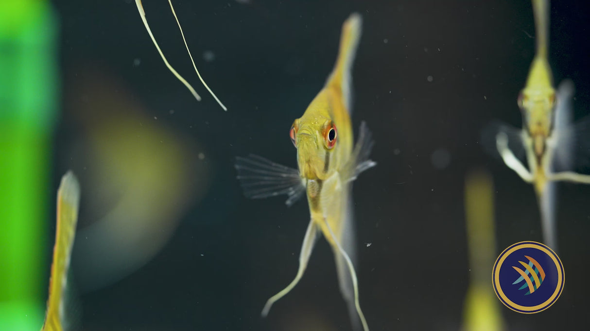 Red Neck Tucano Angelfish (Pterophyllum scalare) 4-5cm
