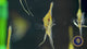 Red Neck Tucano Angelfish (Pterophyllum scalare) 4-5cm