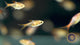Gold Harlequin Rasbora (Trigonostigma heteromorpha) Large- Aquarium Glaser