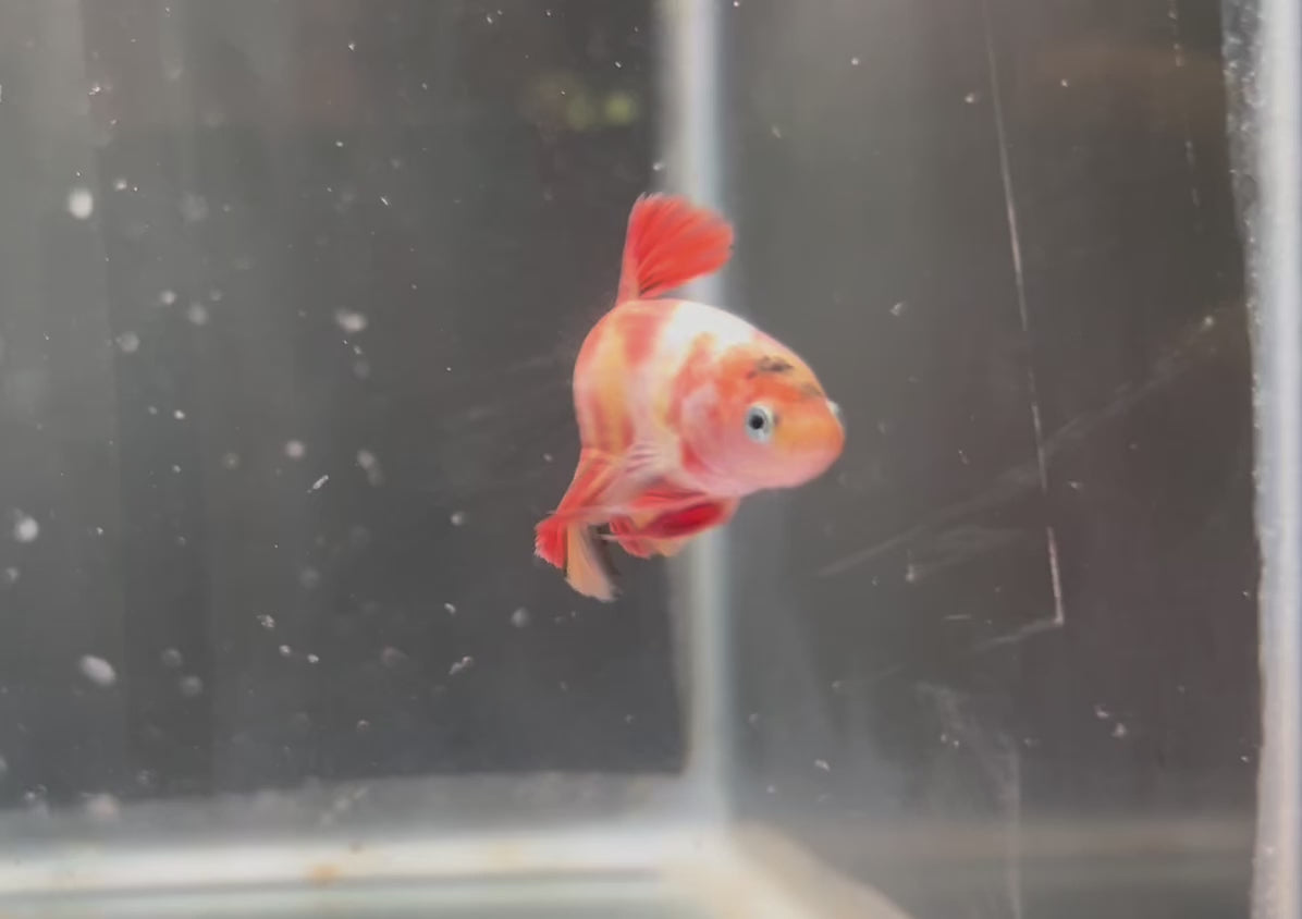 W.Y.S.I.W.Y.G. - HMPK KOI MALE BETTA #3