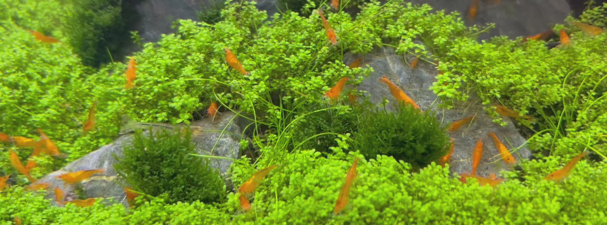 Orange Sunkist Shrimp (Neocaridina davidi)