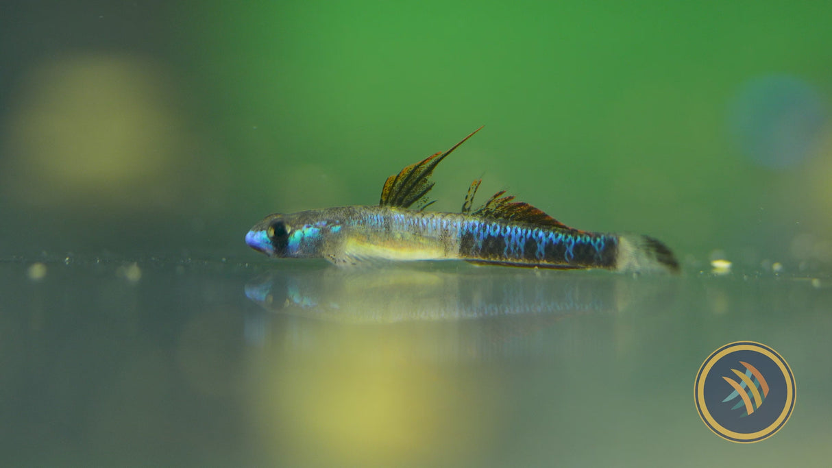 Gold Neon Dwarf Goby (Stiphodon Percnopterygionus)