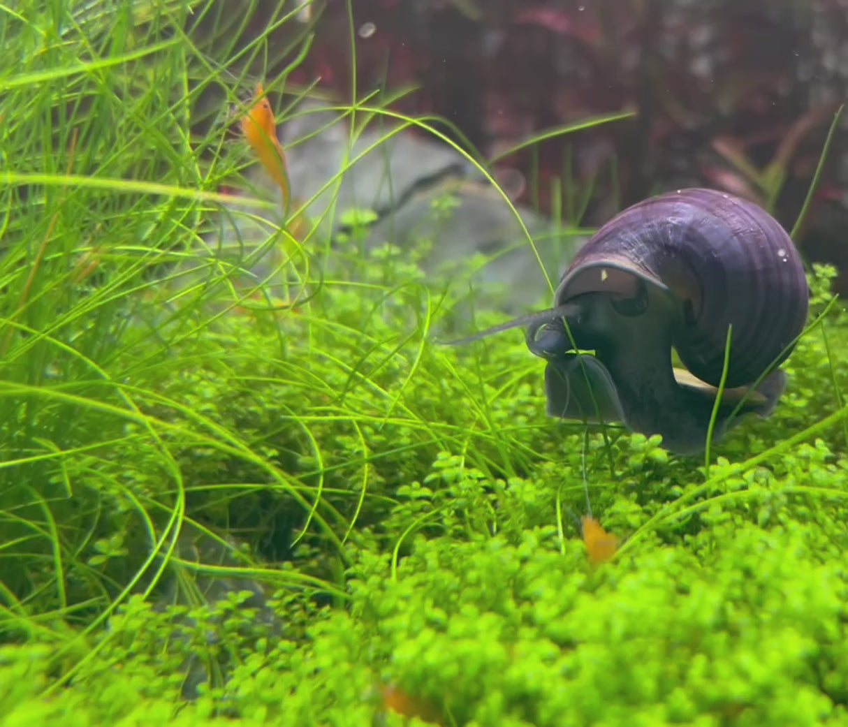 Mystery Snails