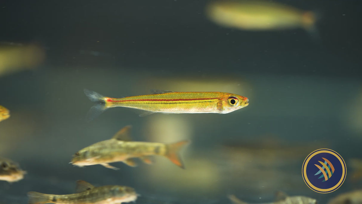 Green Line Lizard Tetra (Iguanodectes spilurus)