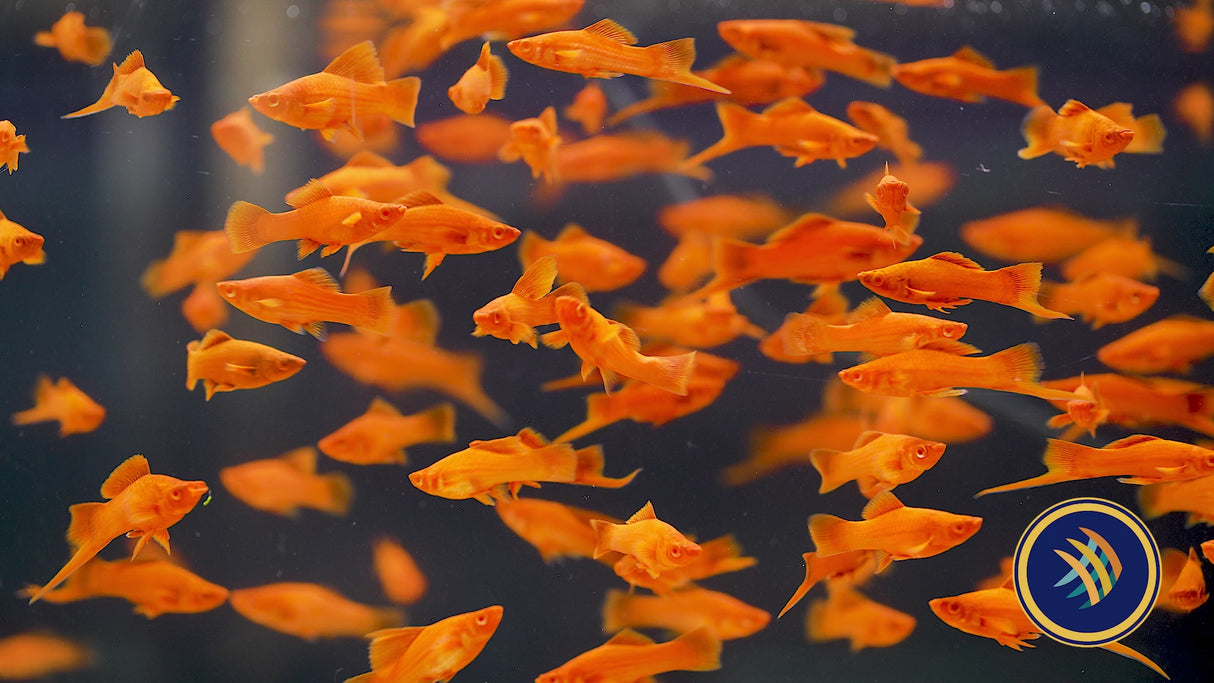 Red Firecracker Swordtail 3.5-4cm