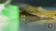 Dwarf Kuhlii Loach (Pangio cuneovirgata)