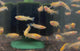 Pink Medaka Rice Fish (oryzias latipes)