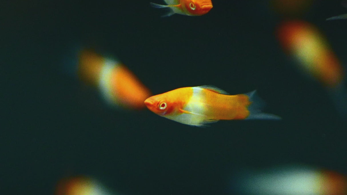 Albino Kohaku Wagtail Swordtail (Xiphophorus hellerii) 4.5cm